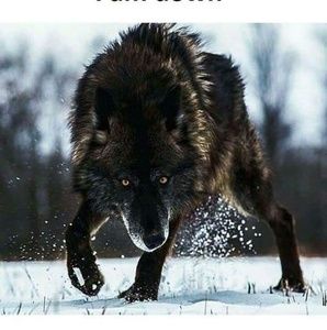 Meet your Posher, Kenny